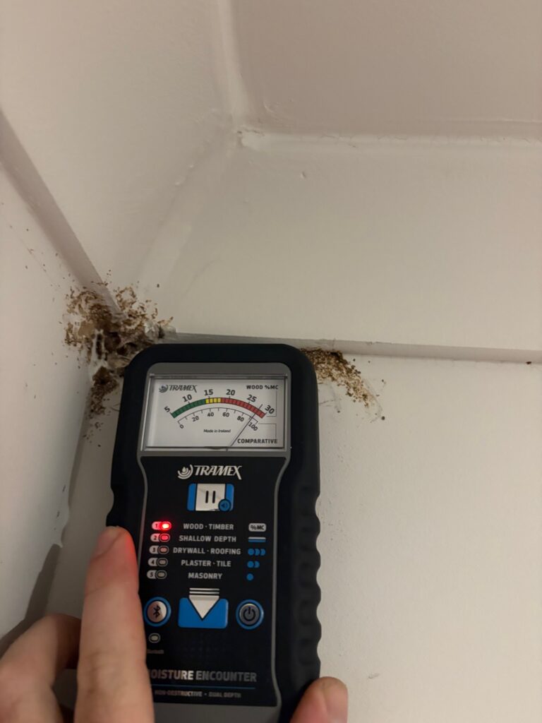 Moisture meter reading during a termite inspection Bendigo