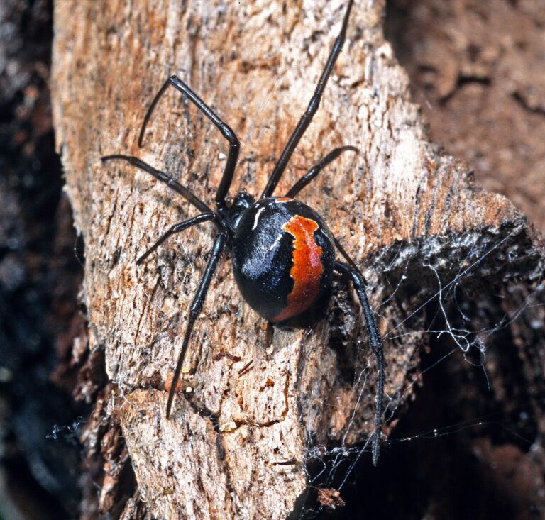 Redback spider control in Bendigo