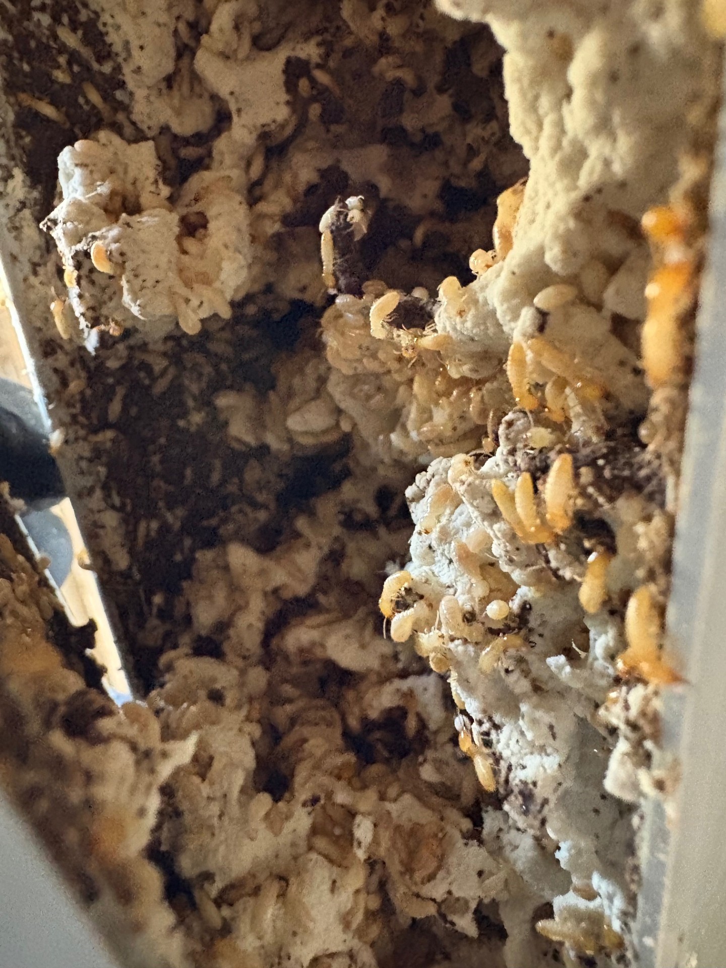 Termites active in timber — termite treatment Bendigo