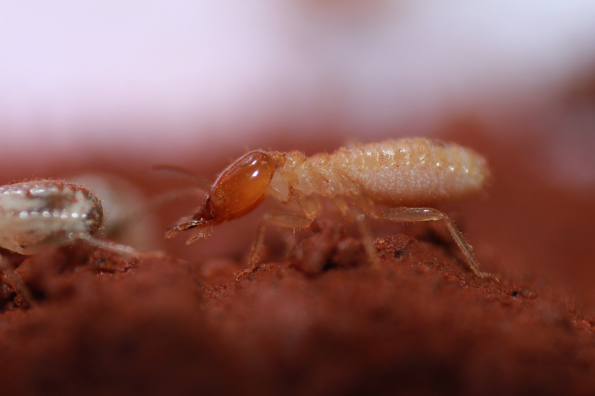 Worker termite close-up — termite control Bendigo
