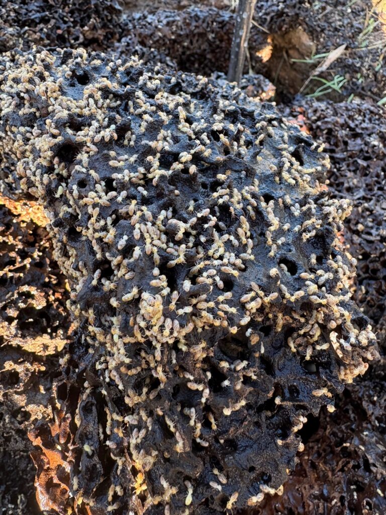 Termite close-up — the threat a chemical soil barrier stops