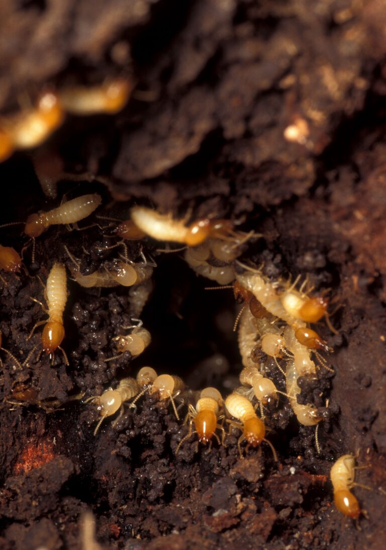 Termite colony in timber — termite inspections Bendigo