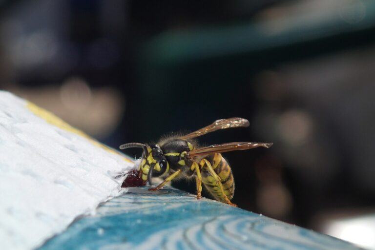European wasp close-up — wasp nest removal Bendigo