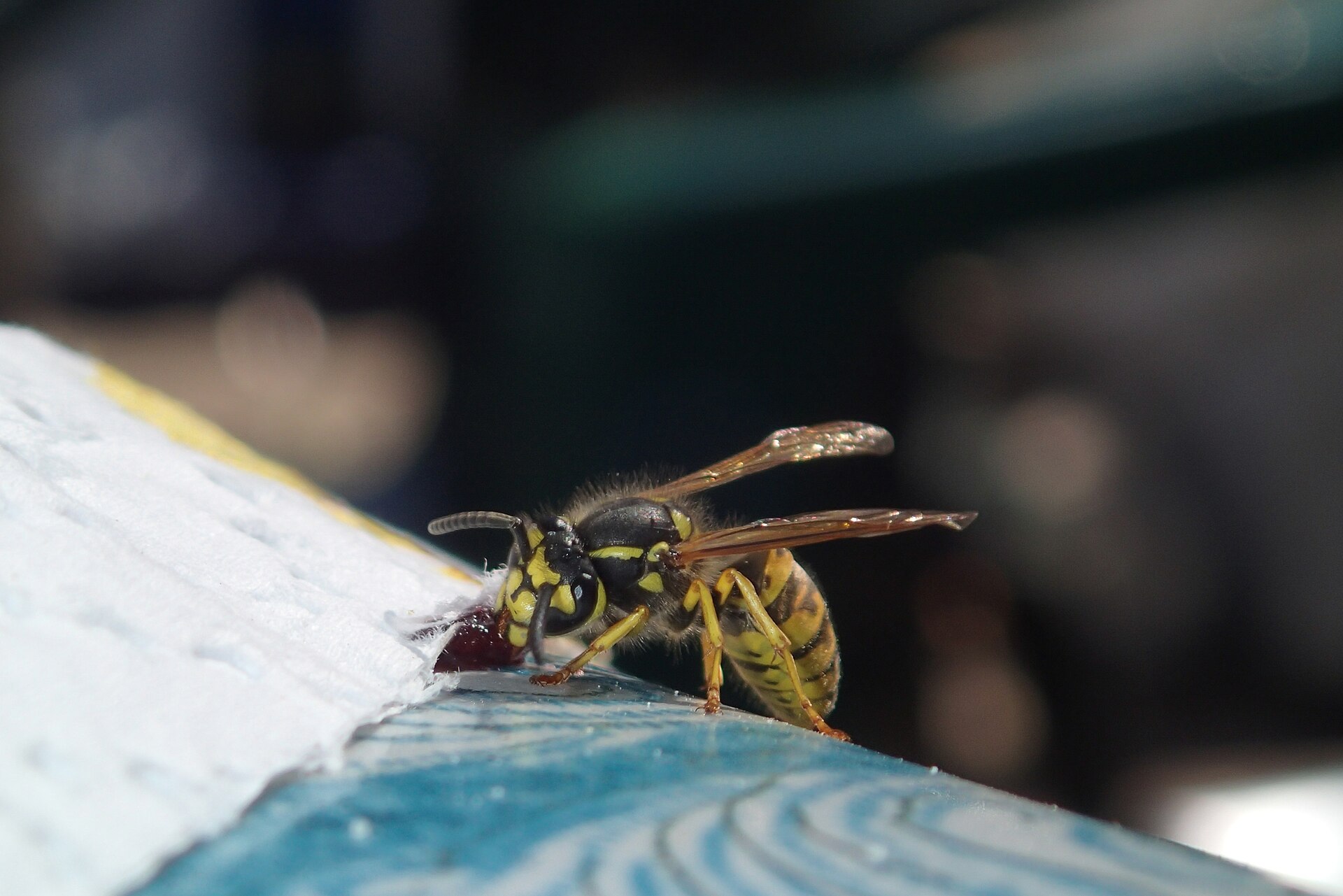 European wasp close-up — wasp nest removal Bendigo
