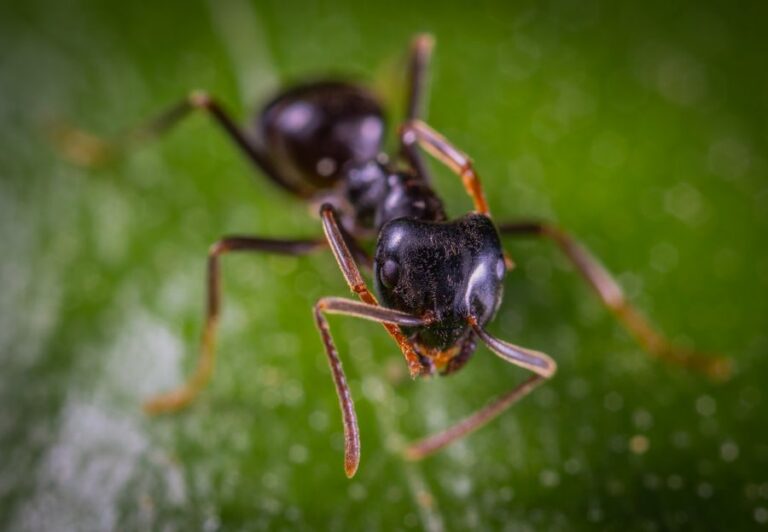 Ant close-up — ant control Bendigo