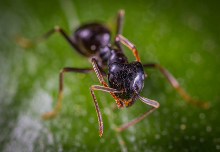 Ant control treatment in Bendigo
