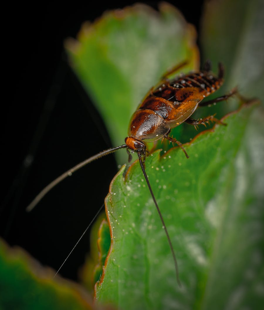 Cockroaches — pest control Bendigo