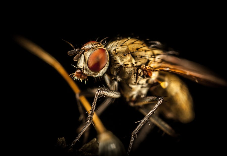 Flies & Other Pests — pest control Bendigo