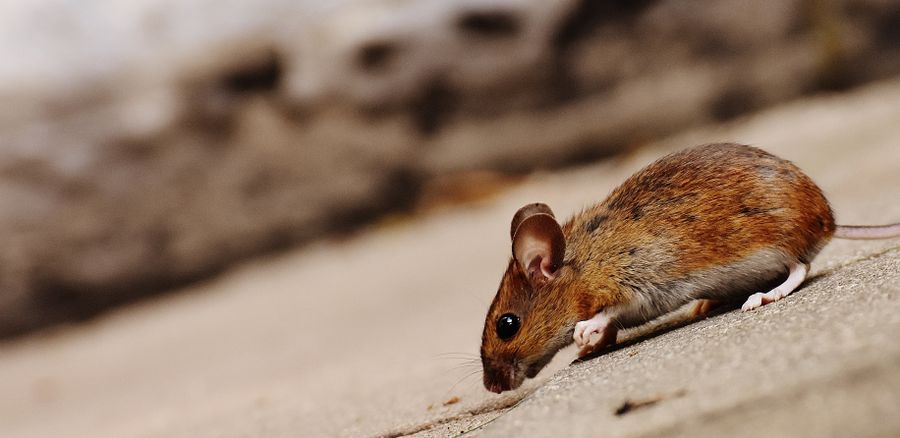 Rats & Mice — pest control Bendigo