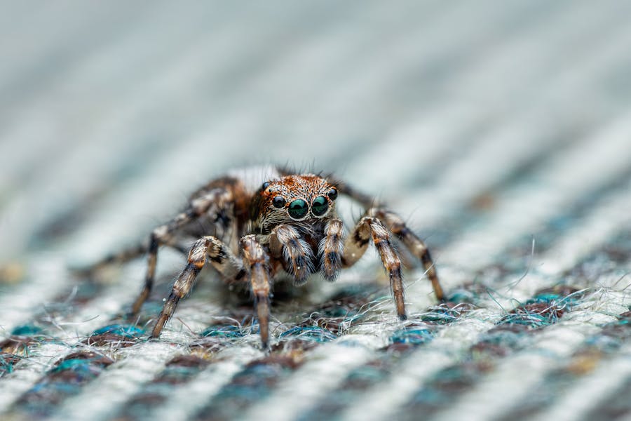 Spider control treatment in Bendigo