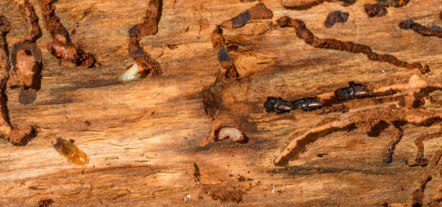 Close-up of termites inside timber
