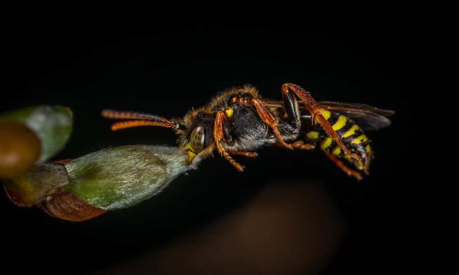 European wasp control in Bendigo