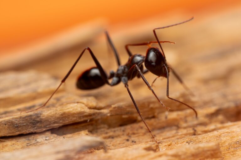 Ant control in Bendigo
