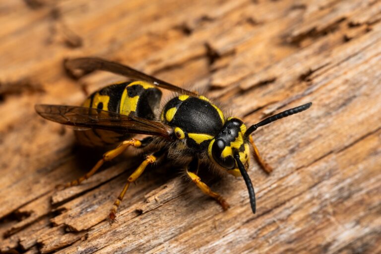 European wasp control in Bendigo