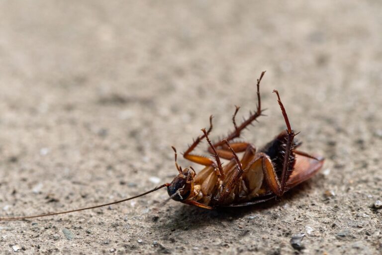 German cockroach control in Bendigo