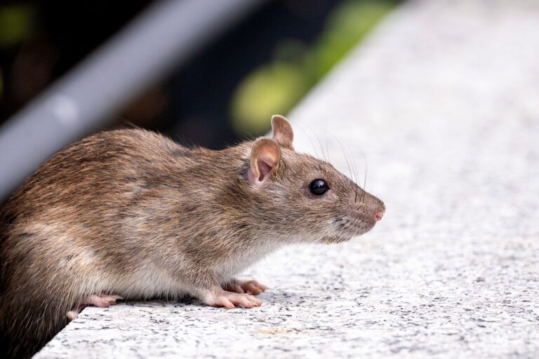 Rodent control in Bendigo