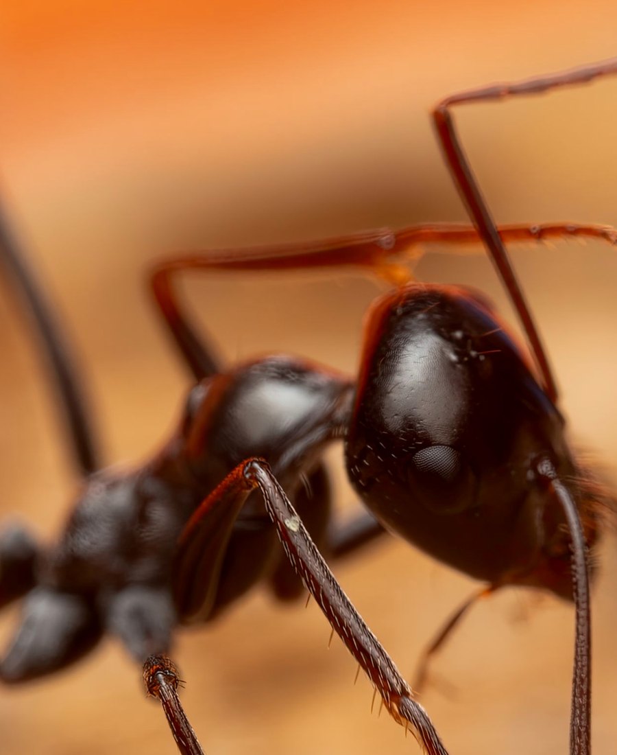 Ant identified during an ant control job in Bendigo