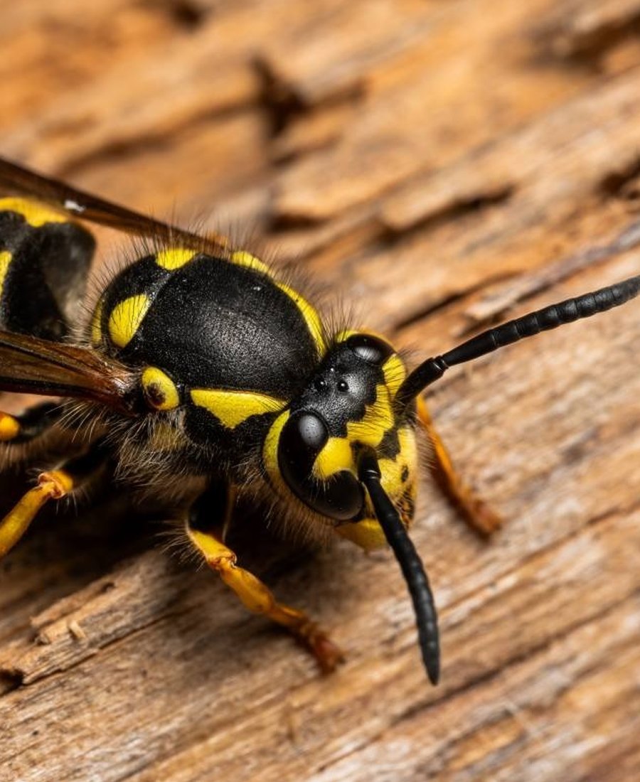 European wasp identified during a wasp control job in Bendigo