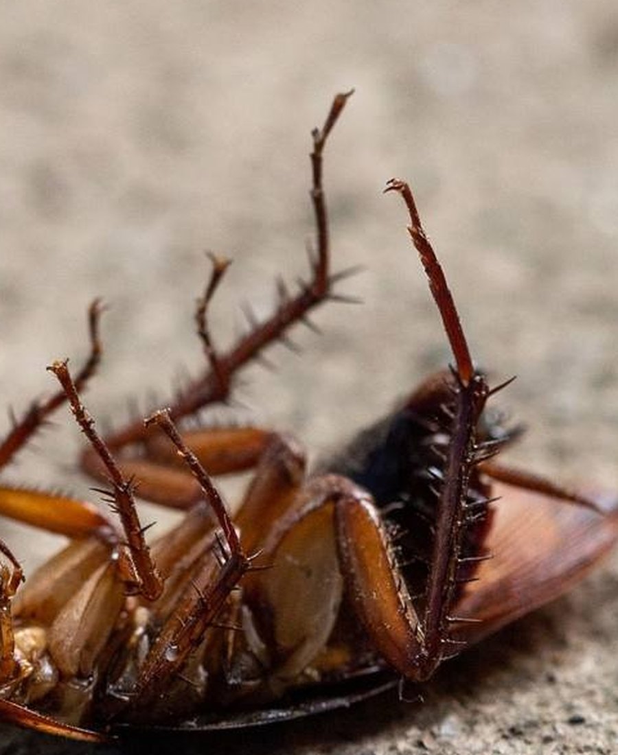 German cockroach identified under magnification during a Bendigo pest inspection