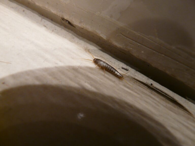Silverfish found in a Bendigo home during a pest inspection