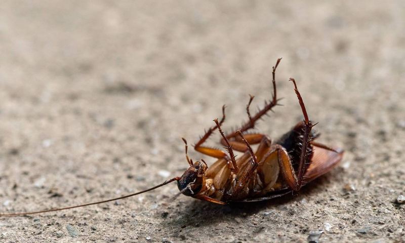 Cockroach treated during general pest control at a Bendigo property