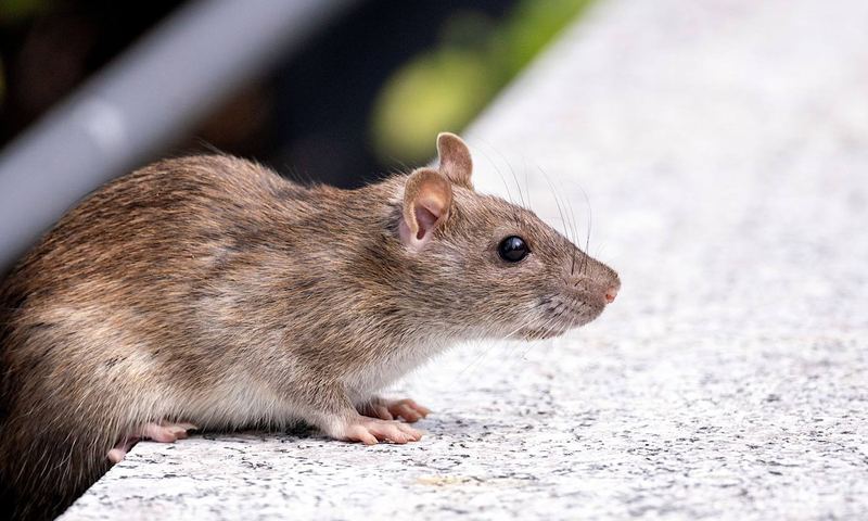 Rat identified during rodent control at a Bendigo property