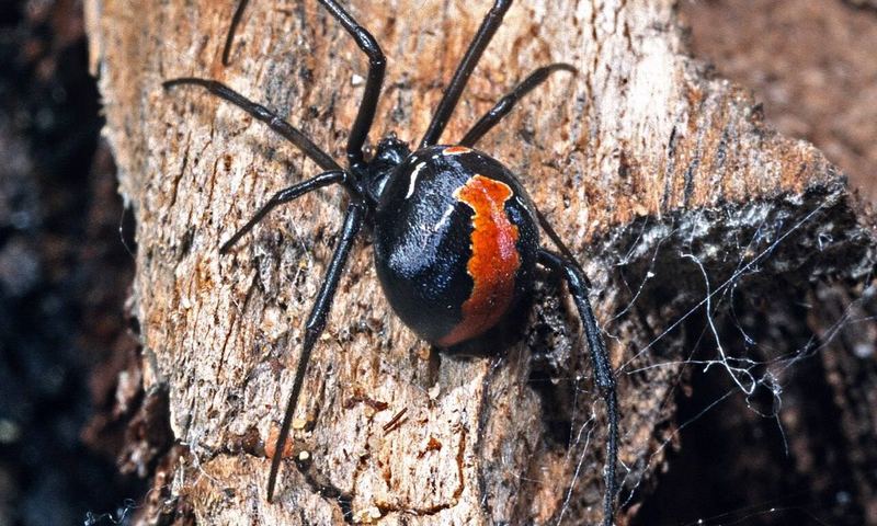 Redback spider identified before spider control treatment in Bendigo