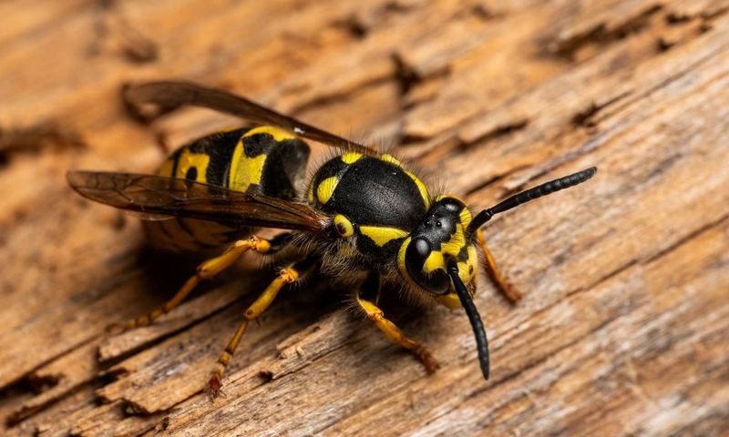European wasp identified before nest treatment in Central Victoria