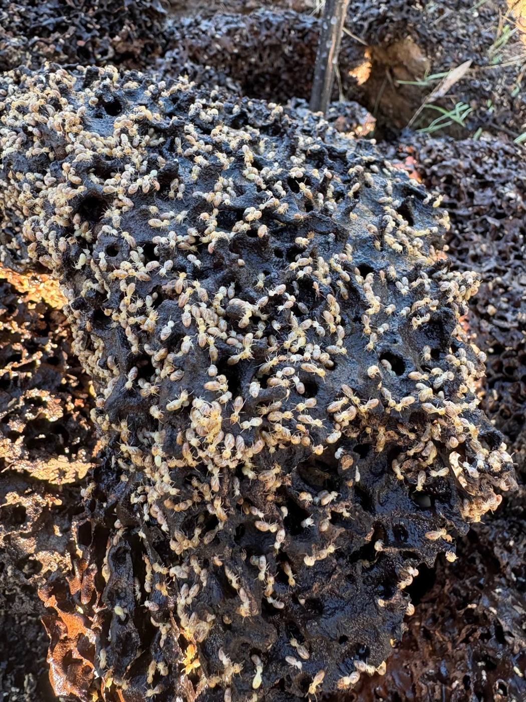 Live termite activity found during a termite inspection in Bendigo