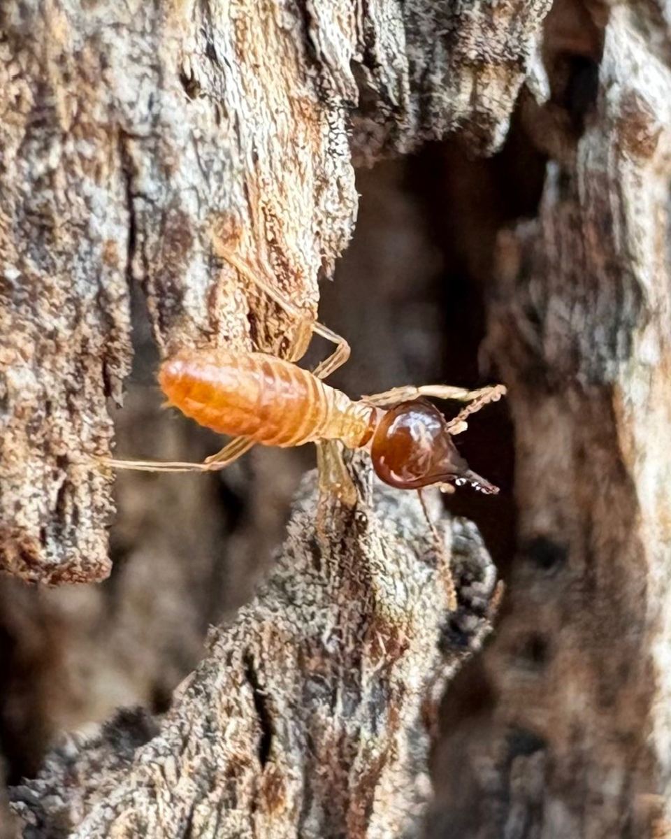 Nasutitermes termite soldier identified on a Bendigo property