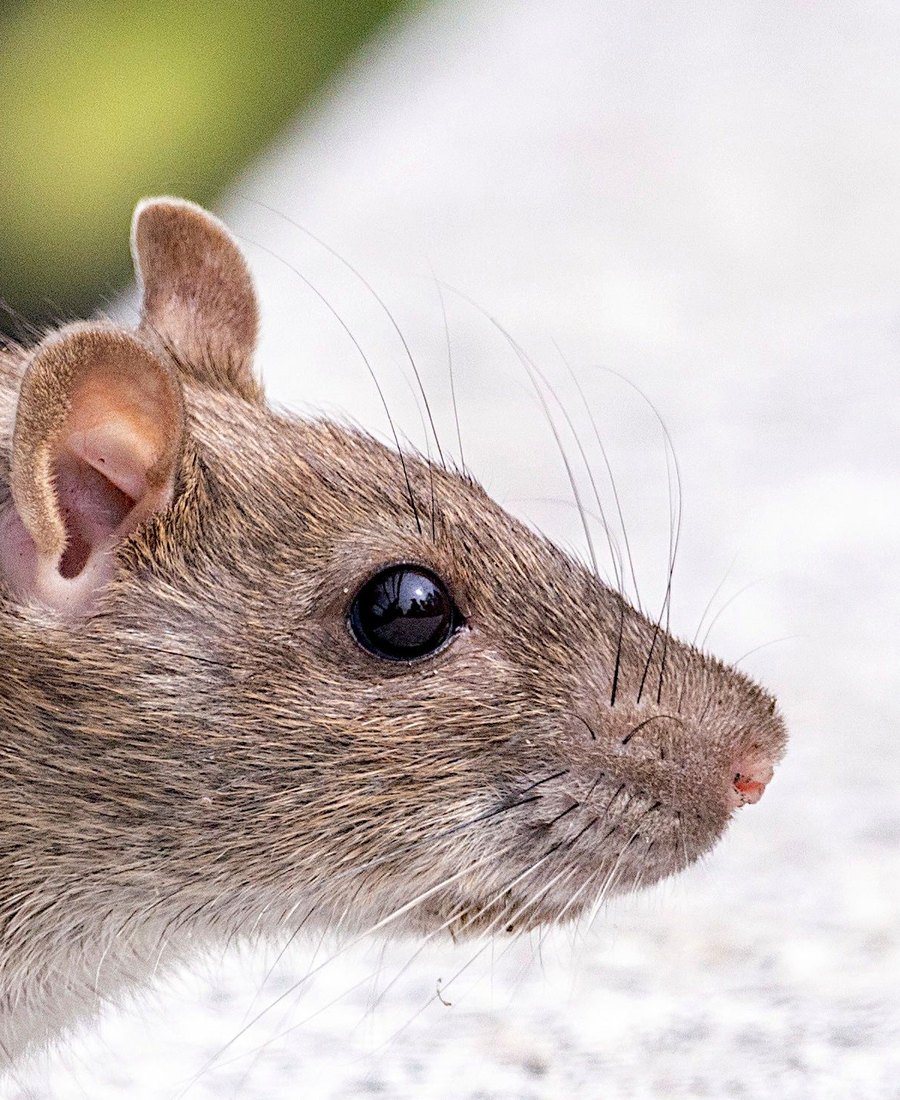Rat identified during a rodent control job in Bendigo
