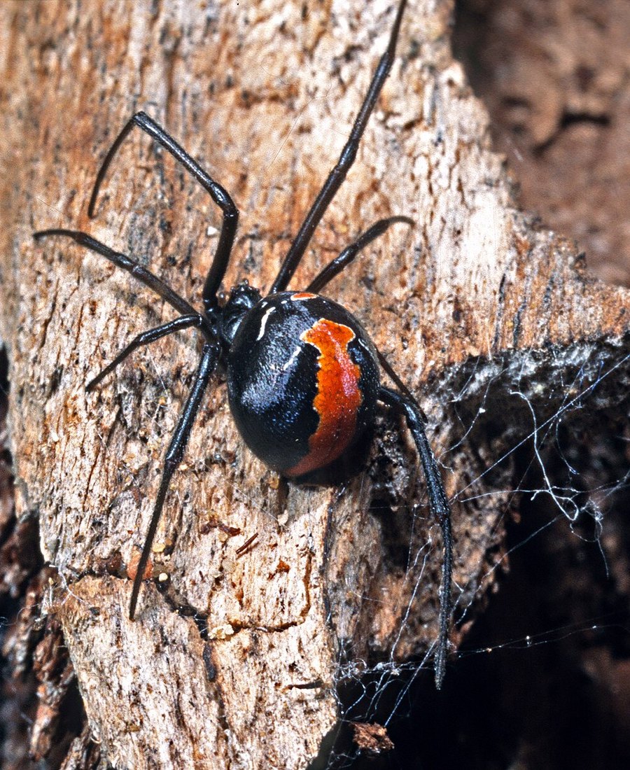 Redback spider found during a spider control job in Bendigo