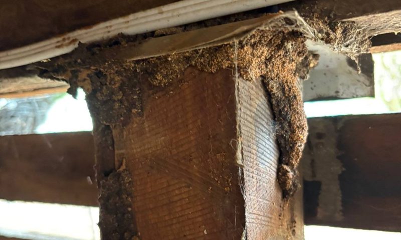 Subfloor termite entry treated with chemical soil treatment in Bendigo