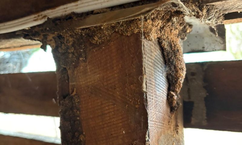 Termite mudding found in a Bendigo subfloor during inspection