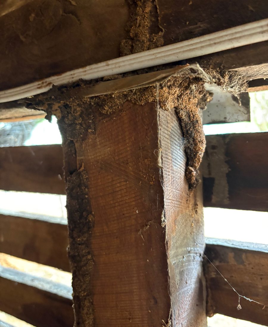 Termite mudding on subfloor timber in a Bendigo home &mdash; the damage a chemical barrier prevents