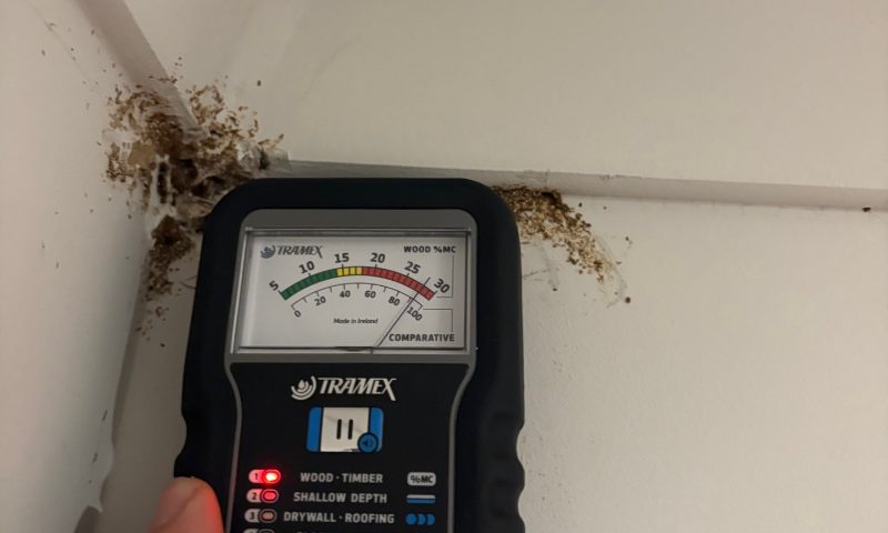 Moisture detection tracing termite activity behind a wall lining in Bendigo