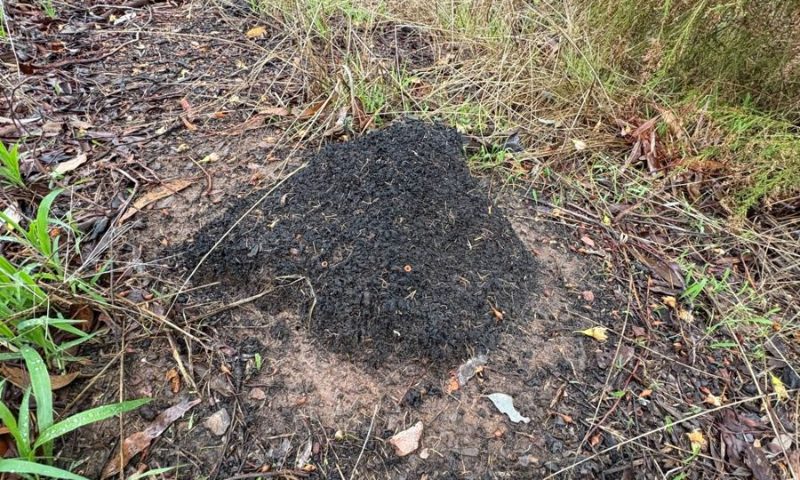 Termite mound in bushland near Bendigo &mdash; the colony pressure behind local homes
