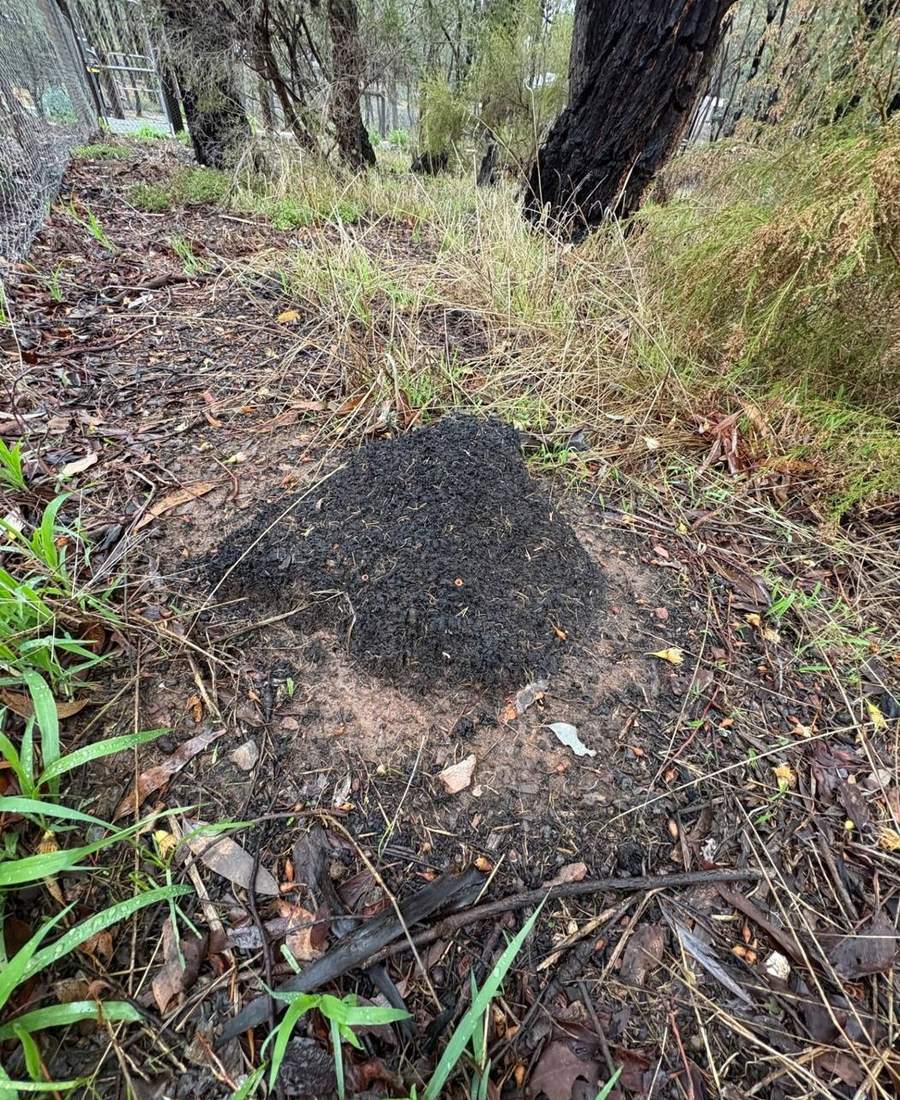 Nasutitermes exitiosus termite mound in bushland near Bendigo, Central Victoria
