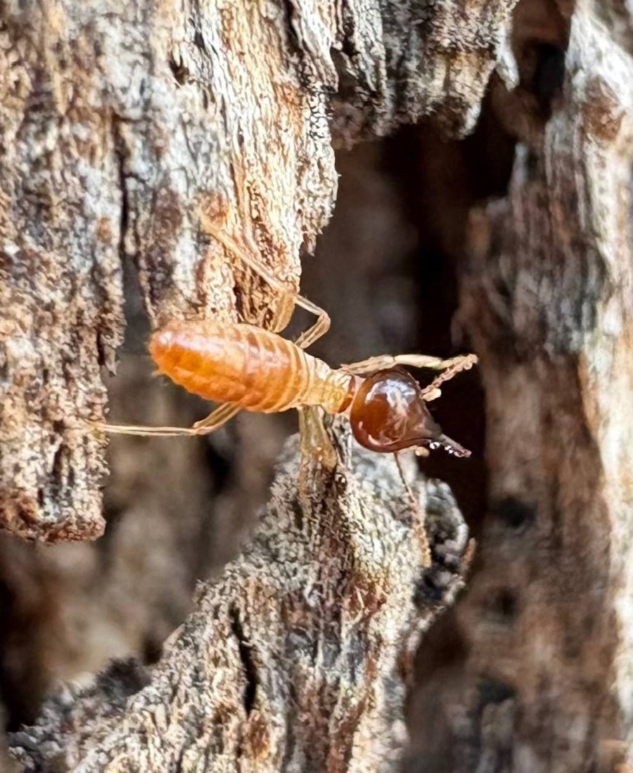 Termite soldier found in the grounds during a pre-purchase inspection near Bendigo