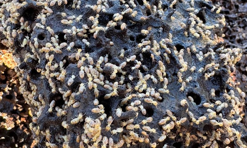 Termites feeding on nest material &mdash; the transfer effect carries bait through the colony