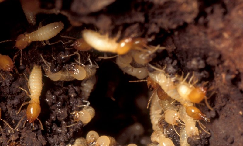 Live termites treated in a Bendigo home