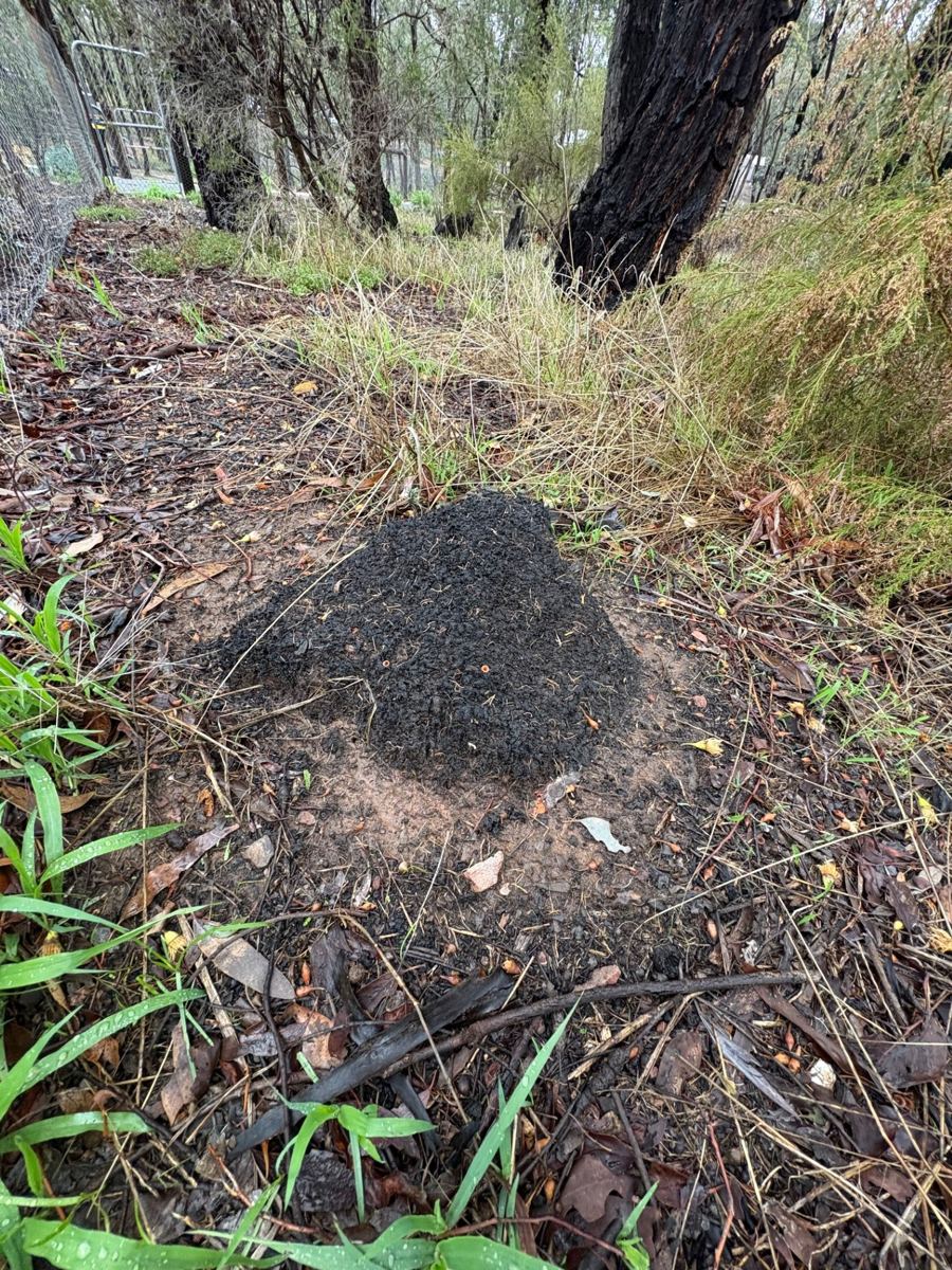 Termite mound in Central Victorian bushland near Bendigo