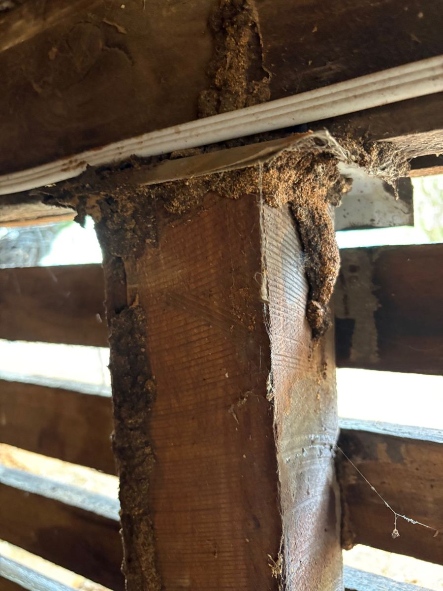 Termite mudding through subfloor timber on a Bendigo property
